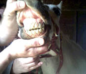 puddings teeth