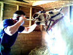 the horse dentist